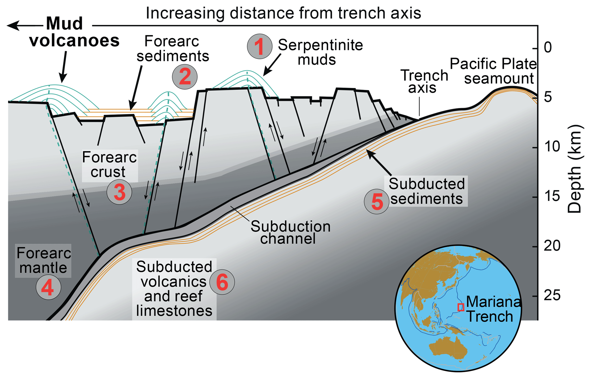 Se Fluidrock Interactions In The Shallow Mariana Forearc Carbon 